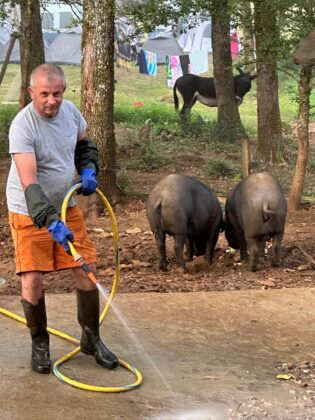 Alain et les cochons
